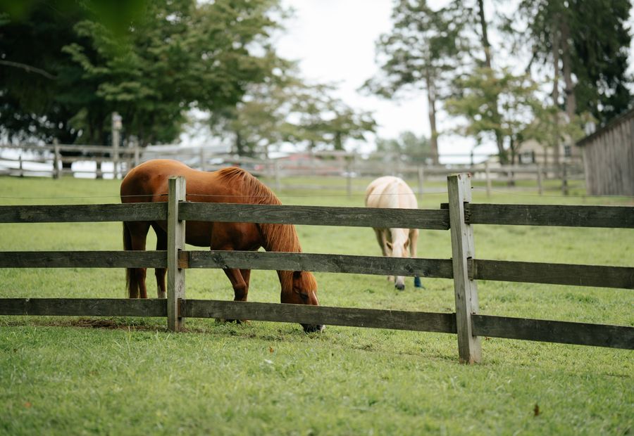 Four board horse fence along a paddock line on an Oklahoma horse place