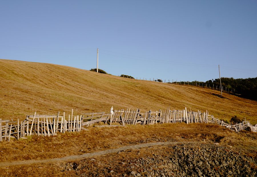 Old wire and rotted posts pulled out and a cleared fence line staked for rebuilding