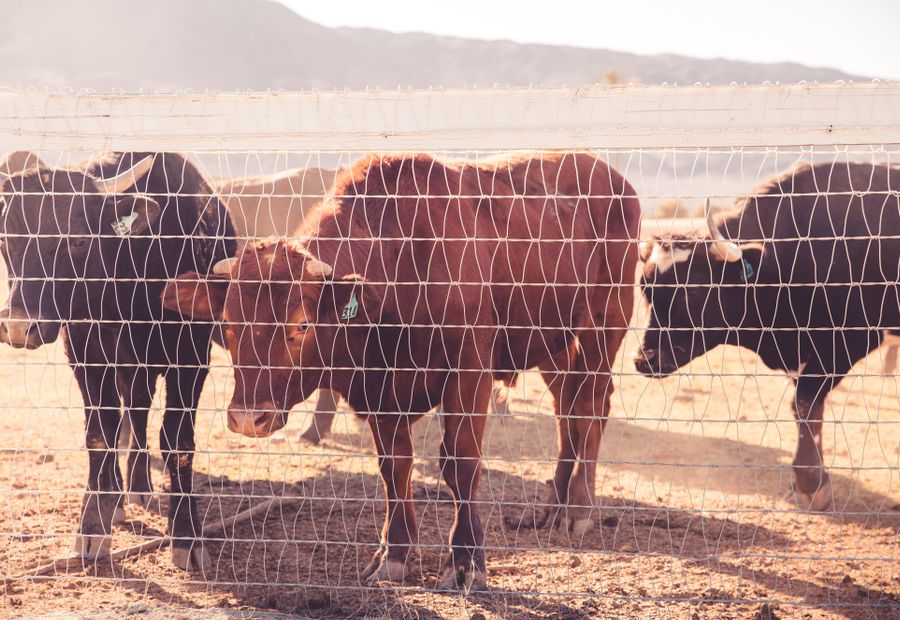 Fixed knot woven wire field fence stretched tight across red clay pasture